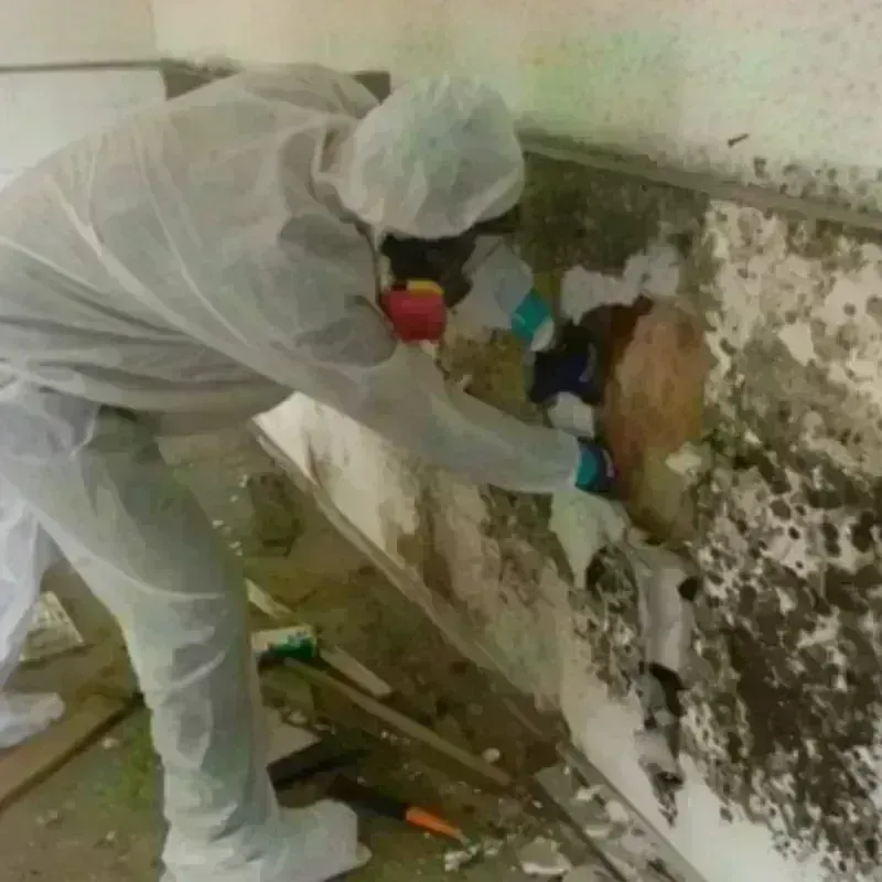 Mold Remediation and Removal in Limestone, IL